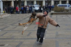FOTO/VIDEO. Cei mai buni câini de poliţie din ţară, la Satu Mare. Ares şi Roka au făcut spectacol