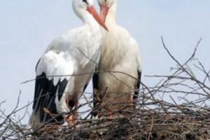 Concurs inedit pentru prietenii berzelor din Dumbrăvioara