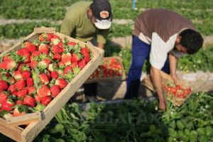 Locuri de muncă la cules de căpşuni în Anglia si Scoţia