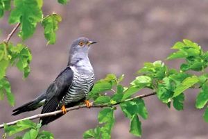 Obiceiuri, tradiţii şi superstiţii de Buna Vestire: Zi aducătoare de veste minunată în care oamenii nu au voie să se certe. Credincioşii au dezlegare la peşte