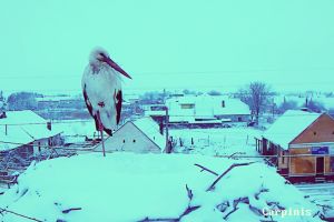 Barza rezista in Timis, in cuibul din care se transmite live, chiar si pe cod galben