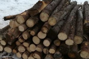 Lemn confiscat la Ibăneşti