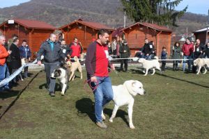 Peste 1500 de câini din 14 ţări îşi etalează frumuseţea la „Bistritzer Burg Dog Show 2018” (FOTO)