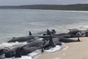 Aproape 150 de balene au murit pe o plajă din Australia. Video!
