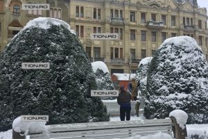 Arborele Vietii din centrul Timisoarei, tinut in viata cu un tratament mai special