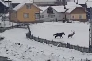 TRAGEDIA din spatele POVEȘTII. Cerbul „jucăuş” ar fi fost ucis de ţărani, care i-au tăiat apoi coarnele cu bomfaierul.Foto în text!