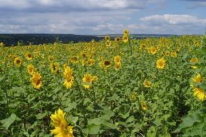 Ce reclamă fermierii despre softul APIA?