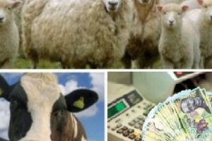 Recalcularea cuantumului pe cap de animal pentru anumite scheme din sectorul zootehnic – APIA, Campania 2017