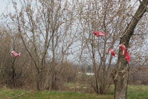 Ora pământului – Primăria renunţă, definitiv, la miile de lampioanele care ajungeau la periferii