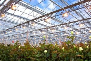 Tipuri de iluminare suplimentară a plantelor din spaţiile protejate şi apartament