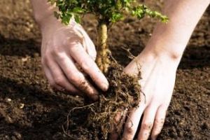 Împădurire la Cluj, în data de 31 martie 2018