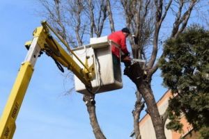 Lucrări de toaletare a arborilor la Sighişoara