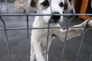 Ziua Porţilor Deschise la adăpostul pentru câini din Târgu-Mureş!