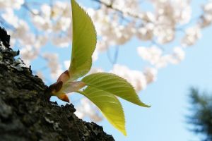 Cum va fi VREMEA până în iunie 2018. ANM a publicat prognoza meteo pentru următoarele 3 luni