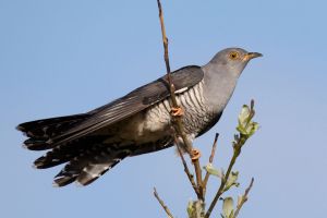 Buna Vestire: Tradiţii şi superstiţii legate de această sărbătoare