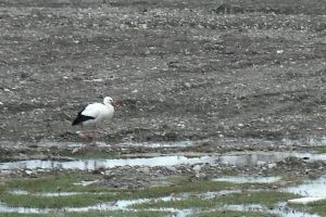 Semn de primăvară: s-au întors berzele la Tescani