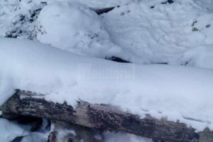 Imaginile cu un cerb braconat la Fundu Moldovei au declanşat un imens scandal