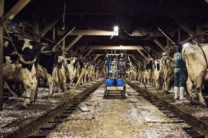 Un fermier român A DAT LOVITURA! Se pregăteşte să obţină un profit URIAȘ printr-o metodă INEDITĂ