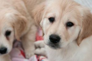 Un NOU PROIECT al Primăriei Capitalei vizează toţi iubitorii de animale. Ce se întâmplă cu PISICILE şi câinii MAIDANEZI cu stăpâni