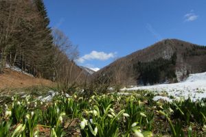Vestitorii primăverii şi-au făcut apariţia la poale de Ţibleş (FOTO)