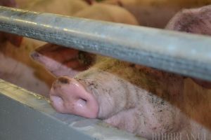 Duhoare cu amânare: Bihorenii mai au de aşteptat până să vadă raportul Nutripork