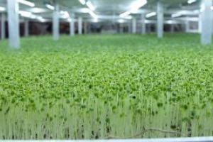 Baia Mare: Inedit – microsere inteligente, pentru culturi de microplante