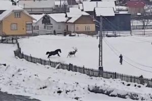 Imagini cutremurătoare cu un cerb braconat în comuna Fundu Moldovei