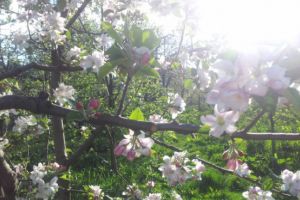 PROGNOZA METEO. Va continua să se încălzească. Cum va fi vremea de Florii