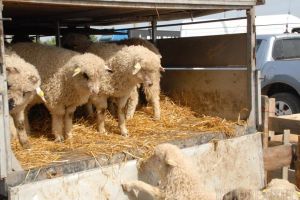Se deschide Piaţa de miei din Ioşia. Află programul!
