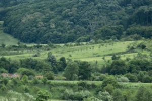 Firma Schweighofer vinde peste 14.000 de hectare de paduri din Romania unei companii suedeze