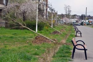 Primăria Oradea pregăteşte plantările de primăvară: 500 de copaci vor fi sădiţi în oraş