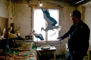 Berze la adăpost: din cauza frigului, le-au luat acasă!