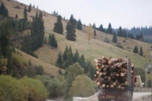 Austriecii de la Schweighofer îşi vând pădurea din România