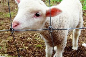 Anunţ important despre sacrificarea mieilor în Piaţa “Cuza Vodă” Târgu-Mureş