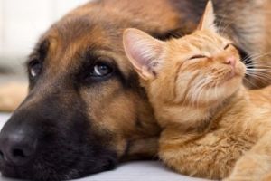 Proiectul de MILIOANE al Primăriei Bucureşti, pe ordinea de zi a CGMB. Deţinătorii de câini şi pisici se pregătesc pentru o SCHIMBARE