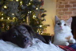 Mofturile francezilor. Cât plătesc pentru animalele de companie