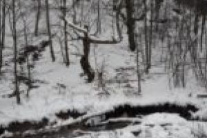 Municipiul Reşiţa împreună cu 7 comune înfiinţează R.A. Ocolul Silvic Banatul Montan! „Ne vom administra noi pădurile, nu Romsilva!“