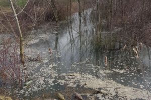 Zona Bragadiru – Clinceni – Măgurele – Cornetu. CJI dă 120.000 lei pentru a afla ce produce suprasaturarea solului cu apă