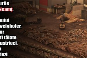 Pădurile noastre nu vor mai fi tăiate de austrieci, ci de suedezi