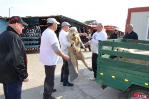 Tăierea mieilor în Satu Mare. Punctul de sacrificare şi programul complet