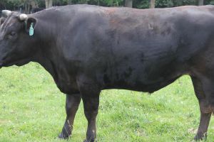 Un sibian creşte un viţel din cea mai scumpă rasă din lume. Ferma e la Șeica Mică