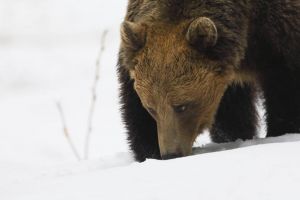 Evaluare a speciilor de animale strict protejate, demarată de APM Suceava