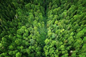 Schweighofer vinde cele peste 14.000 de hectare de pădure pe care le are în România