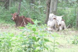 Eveniment rar: Pui de zebu născut la Zoo Bârlad!