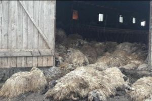 Sute de oi ucise peste noapte într=un saivan din Timiş. Autorităţile cred că au fost atacate de şacali