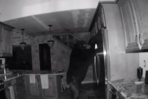 Au început necazurile din cauza urşilor. Unul mai îndrăzeţ a intat în mai multe case şi s-a servit cu bomboane, carne şi afinată