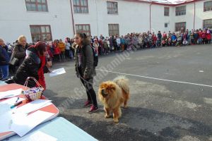 FIENI: Elevii de la Școala Coresi şi-au adus animalele de companie, la şcoală