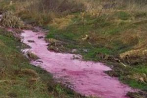 În Timiş, un pârâu curge cu apă roz. Ce s-a întâmplat