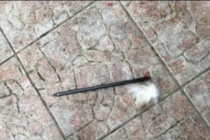 Încă un câine schingiuit la Giroc. S-a tras în el cu o săgeată metalică 