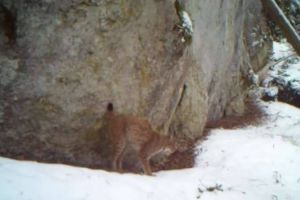 VIDEO: ”Pantera Carpaţilor”. Râs surprins de camerele video într-o pădure din Apuseni, în timpul ”ritualului” de marcare a teritoriului